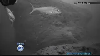 Scientists plan comprehensive survey of Hawaii's bottomfish population