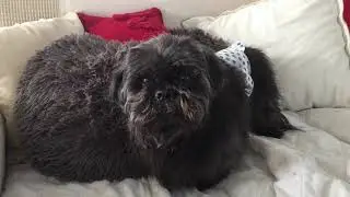 Oldest Shih tzu
