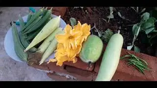 organic winter vegetables odisha terrace garden