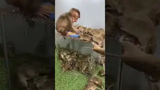 Monkey fun with rats 🐒🐁😱🤓😂🤪 #youtubeshorts #shorts #viralshorts #monkey #ytshorts #shortsfeed #funny