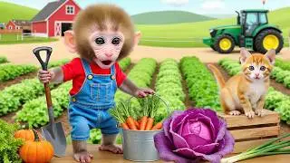 Monkey Nana Drives a Tractor and the costly lesson for the greedy grape thief- NANA MONKEY LIFE