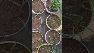 Gazania Propagation #gazania #flowers #nature #mygarden #shorts