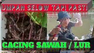 Cacing Sawah / Lur Umpan GT Lele Brusut