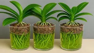 I CREATED THIS VERY EASY WAY AND I HAVEN'T LOST ANOTHER ORCHID