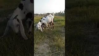 Medium-Class Bucks | Homemade Feed / Formula / Trick in Use #goats #chicks #dogs #viral