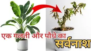 यह galti mat karna repotting of plant #repottingplant #tips #RepottingTips #gardeningtips