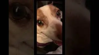 humans suck! #dogbestfriend #dog #dogappreciation #cute