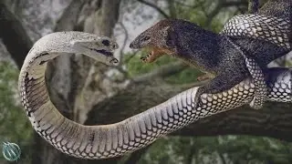 MANGOUSTE : Le serpent que m&ecirc;me le cobra royal et le mamba noir redoutent