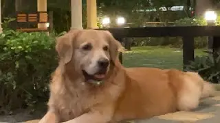 Ng&agrave;y chủ nhật hạnh ph&uacute;c của T&ocirc;m golden Retriever | Life of Dog golden retriever | funny dog