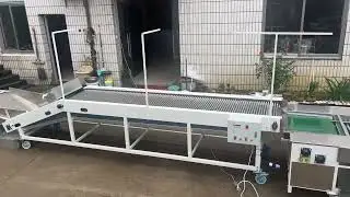 cherry tomato sorting machine, cherry tomato grading machine