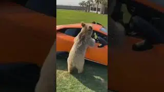 Funny Animal #shorts #short