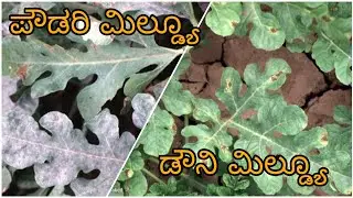 Downy mildew & Powdery Mildew of Watermelon | symptoms and control measures| ಕಲ್ಲಂಗಡಿ ಬೇಸಾಯ ಭಾಗ 4