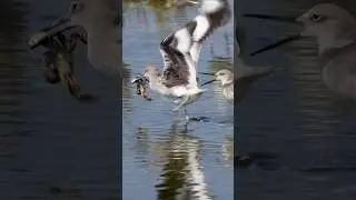 Birds Fight Over a Crab!🦀 #bird ID:Willet #birding #birds #crab #funny #wildlife #oceanlife #cute