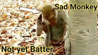 Sad monkey ! skinny n0t yet better power | skinny get more some fruit-food,Monkey 168,