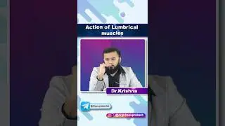 Action Of Lumbrical Muscles - Quick Bites