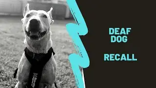Deaf Dog Recall Demo