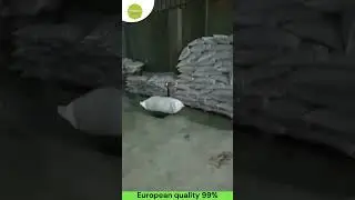 Premium Cumin Seeds for Export | Singapore 99% Quality | Flora Spices