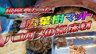 【ハコガメケージ】超優秀な広葉樹マットを常床材にしました！！Box turtle
