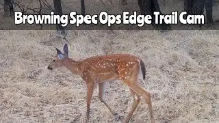 Browning Spec Ops Edge Trail Cam: Aug. 28- Sept. 13, 2023