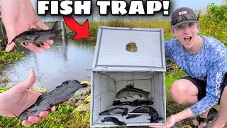 FISH TRAP CATCHES HUNDREDS Of EXOTIC SPECIES In EVERGLADES!!