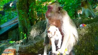 Adorable baby monkey looking for food with his mum!