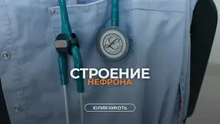 Строение нефрона, физиология образования первичной и вторичной мочи в почечных канальцах