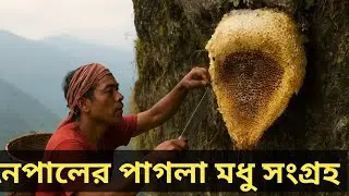 নেপালের পাগলা মধু সংগ্রহ &ndash; পৃথিবীর সবচেয়ে বিপজ্জনক মধু!Mad Honey Hunting in Nepal ❤️