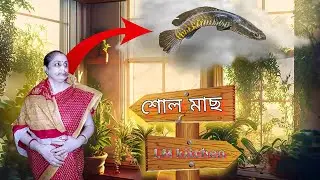 শোল মাছ আলু দিয়ে ঝোল Recipe. shoal fish Recipe video ( Bengali ).