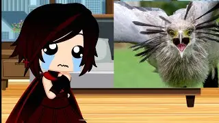 Team RWBY Reacts to More Australian Wildlife By MoreParz Part:5 (GCRV)