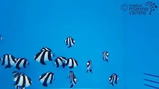 Humbug - Three Stripe - Melanesia, Dascyllus aruanus