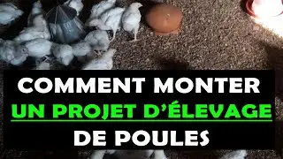COMMENT MONTER UN PROJET D'&Eacute;LEVAGE DES POULES
