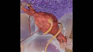 arrector pili muscle animation