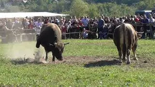 Zekonja od &Scaron;arića  vs Macan od Hasića Vozuča 2023