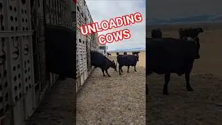Dropping the cows off for fall pasture.  Speeding up the unloading by emptying the bottom decks.