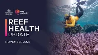 Reef health update | November 2025 | Great Barrier Reef Marine Park Authority