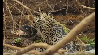 JAGUAR'S DEADLY GAMBLE: Hunting an Armored Caiman in Its Own Domain | Wildlife Documentary | 4K