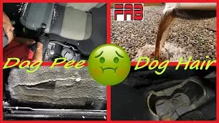 Nasty Interior Detail! Dog Pee, Dog Hair & Perfume Combined Smells Awful! Amazing Transformation!