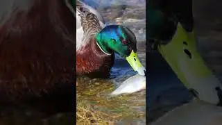 Epic Blaster Showdown