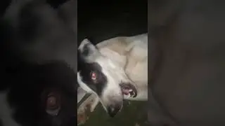 Hnsna mna hai || Labra Coco || #shorts #youtubeshorts #labrador #dog #funny #dogvideos #cute