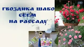 Гвоздика Шабо. Сеем на рассаду.