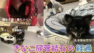 ＃51きなこの尿管結石経過【セカンドオピニオンが必要？】【わたし、もう大学病院には行かない！】