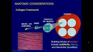 2021 Internal Derangement of Joints: Upper Extremity - A CME Teaching Activity