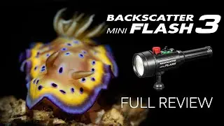 Mini Flash 3 | The Best Macro Strobe | Full Review