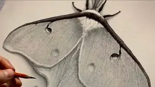Drawing a Luna Moth