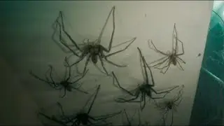 RUNNING FROM THE SPIDRES in Vermines movie