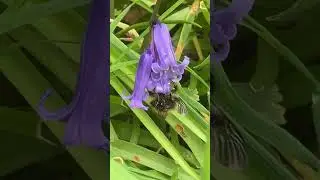 Common Carder Bee on a Pretty Bluebell Flower