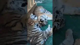 The adorable tiger cub is sleeping soundly.🐯❤️ #tiger #animals #cute #zoo