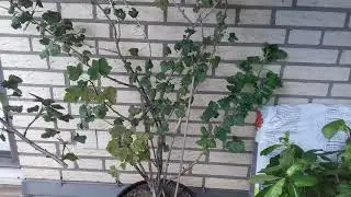 Wie schneidet man Jostabeeren?