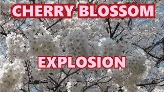 Maizuru Park Sakura: Cherry Blossom Explosion Fukuoka ✿ 福岡市舞鶴公園の桜●花見 - Japan As It Truly Is