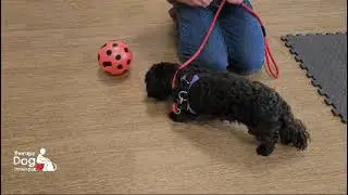 Therapy Dog Training UK